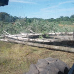 chipping aspen trees