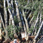 aspen trees headed for mobile chipper