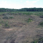 Timber clearing pastureland for real estate development