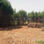 Timber clearing pastureland for real estate development