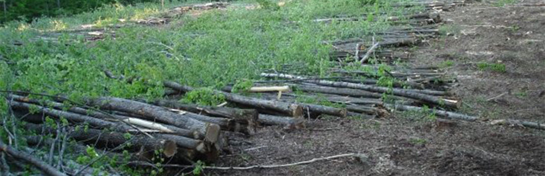 Clearcut timber logging, Bayfield County