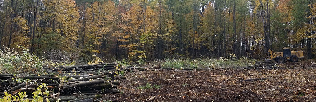 Timber logging and biomass processing, Sawyer County