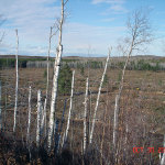 Clearcut timber logging in Bayfield County, Wisconsin