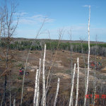 Clearcut timber logging in Bayfield County, Wisconsin