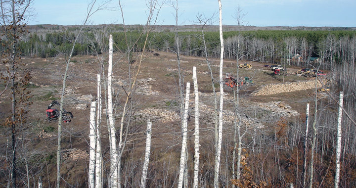 Clearcut timber logging in Bayfield County, Wisconsin