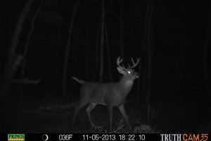 Buck, building food plots