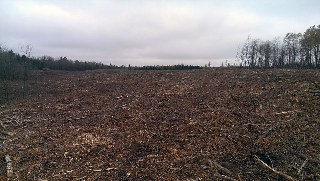 An example of logging site after biomass processing and site cleanup