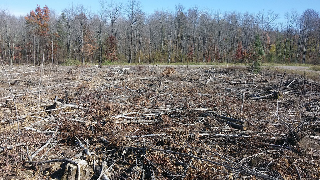 An example of logging site without biomass processing and site cleanup